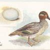 Common teal, Anas crecca.