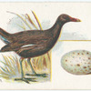 Moor-hen, Gallinula chloropus.