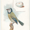 Blue titmouse, Parus caeruleus.