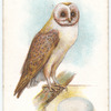 Barn owl, Aluco flammea.
