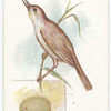 Reed warbler, Acrocephalus streperus.