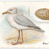 Sea gull, Larus argentatus.