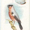 The bullfinch.
