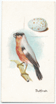 The bullfinch.