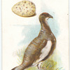 The ptarmigan, Lagopus mutus.