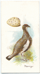 The ptarmigan, Lagopus mutus.