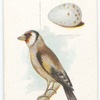 Goldfinch, Fringilla carduelis.