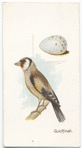 Goldfinch, Fringilla carduelis.