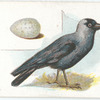 Jackdaw, Coloeus monedula.