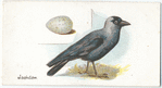 Jackdaw, Coloeus monedula.