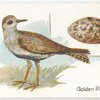 Golden plover, Charadius pluvialis.