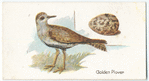 Golden plover, Charadius pluvialis.