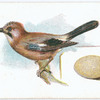 Jay, Garrulus glaudarius.