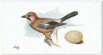 Jay, Garrulus glaudarius.