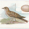 Skylark, Alauda arvensis.