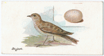 Skylark, Alauda arvensis.