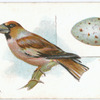 Hawfinch, Coccothraustes vulgaris.