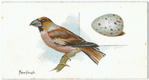 Hawfinch, Coccothraustes vulgaris.