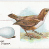Water ouzel or dipper, Cinclus aquaticus.