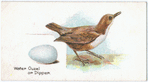 Water ouzel or dipper, Cinclus aquaticus.