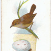 Wren, Motacilla troglodytes.