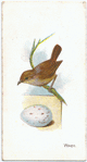 Wren, Motacilla troglodytes.