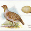 The common partridge, Perdix cinerea.