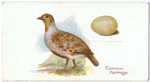 The common partridge, Perdix cinerea.