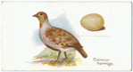 The common partridge, Perdix cinerea.
