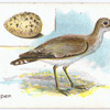 Sandpiper, Totanus stagnatilis.