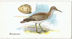 Sandpiper, Totanus stagnatilis.