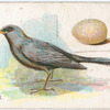 Blackbird, Turdus merula.