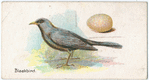 Blackbird, Turdus merula.