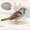 The house sparrow, Passer domesticus.