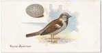 The house sparrow, Passer domesticus.