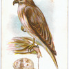 Buzzard, Buteo vulgaris.