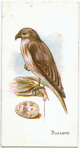 Buzzard, Buteo vulgaris.