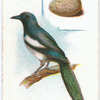 Magpie, Pica candata.
