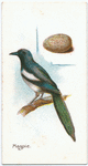 Magpie, Pica candata.