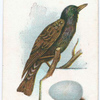 Starling, Sturnus vulgaris.