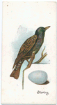 Starling, Sturnus vulgaris.