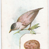 Blackcap, Sylvia Atricailla.