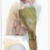 Green woodpecker, Picus Viridus.
