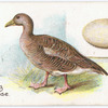 Grey-leg goose, Auser ferus.