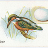 Common kingfisher, Alcedo Ispida.