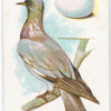 Wood pigeon, Columba palumbus.