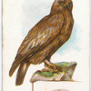 Golden eagle, Aquila chrysactus.