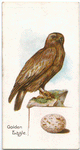 Golden eagle, Aquila chrysactus.