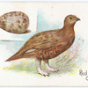 Red grouse, Lagopus scoticus.