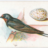 Swallow, Hirundo rustica.